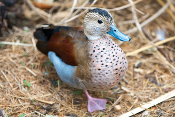 Ringed Duck (in german Rotschulterente, Callonetta leucophrys)