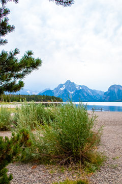 Bushes with Jackson Lake in the Background