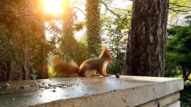 Red squirrel sits on the stone stump and eating walnut in the autumn park