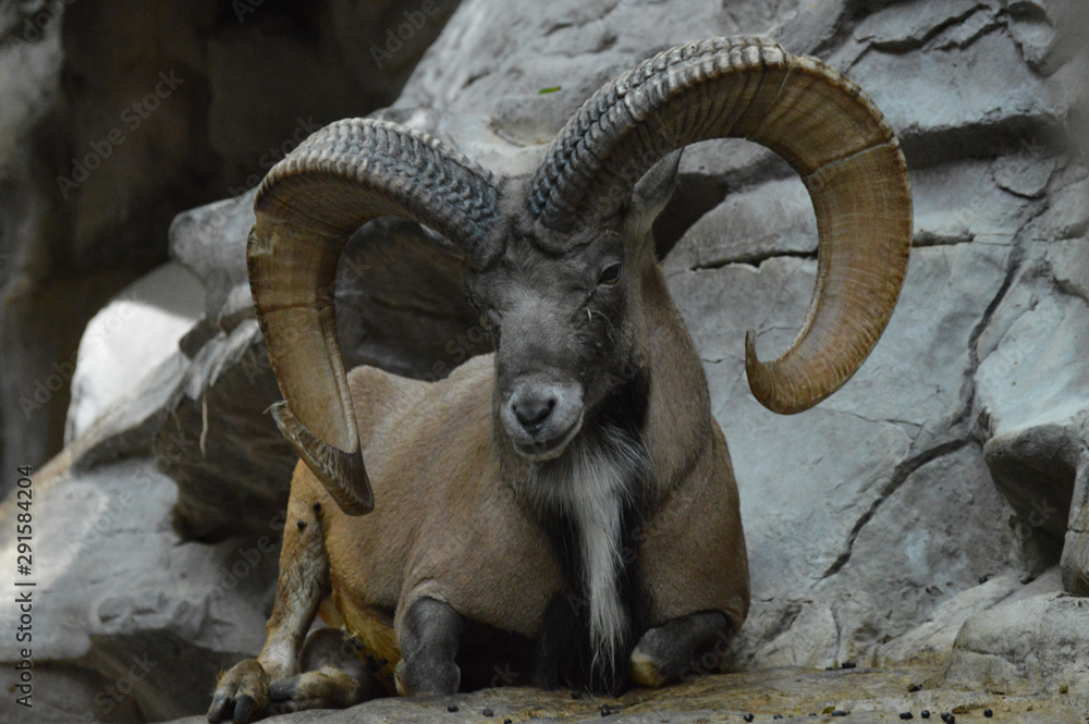 Poster Urial laying on the rocks