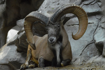 Urial laying on the rocks