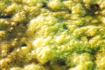 Тина,водоросль,пруд,водоем,ракушки,улитка,растительность пруда,тина на пруду,