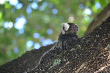 Marmoset on tree