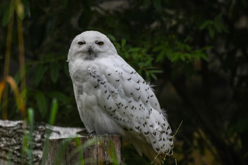 Schneeeule