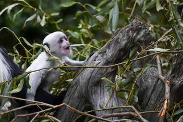 Guereza Baby im Zoo