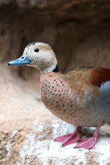 Ringed Duck (in german Rotschulterente, Callonetta leucophrys)