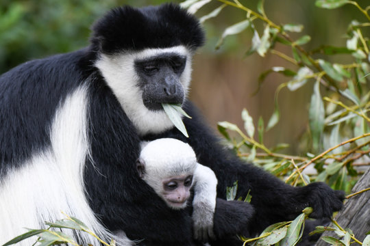 Guereza Baby im Zoo