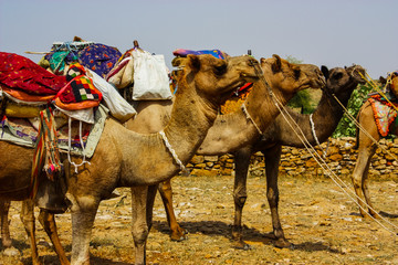 camels ready for desert hike in jaisalmer, rajasthan, india