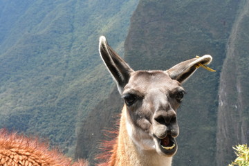 portrait of a lama Peru 00