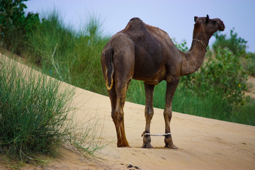 camel with paws tied in the desert near jaisalmer, rajasthan, india