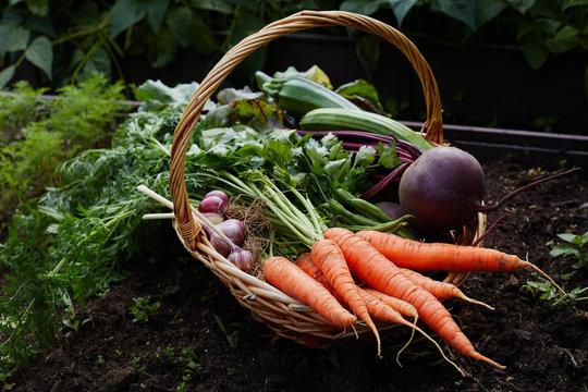 Basket with ripe organic vegetables carrot beetroot and garlic