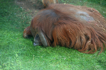 Male orangutan ( Pongo pygmaeus) resting on the green grass at the zoo © IvSky