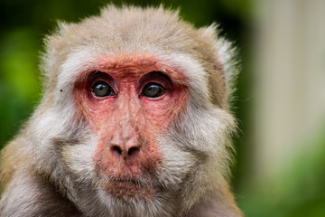 close up of a monkey face with expressive eyes in Rishikesh, Uttarakhand, India