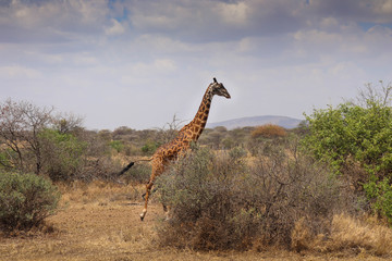 A lone giraffe at a safari in Africa