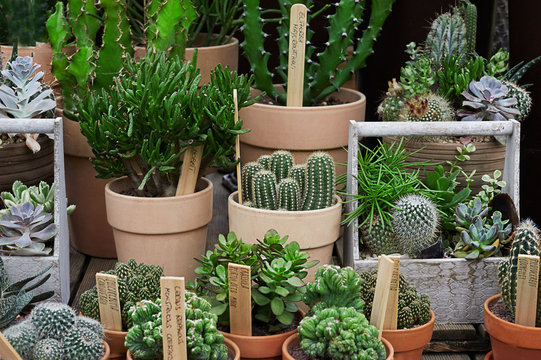 Variety of cactus and succulent in terracotta pots