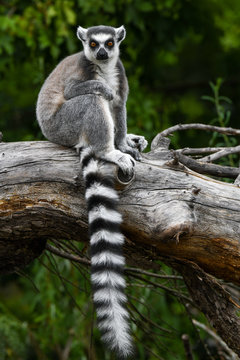 Katta im Zoo