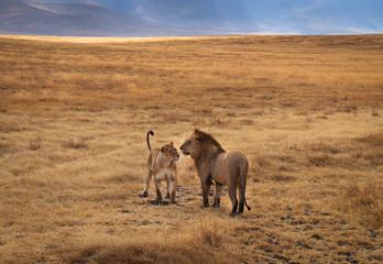 Fototapeta na wymiar 2 african lions walking on a safari