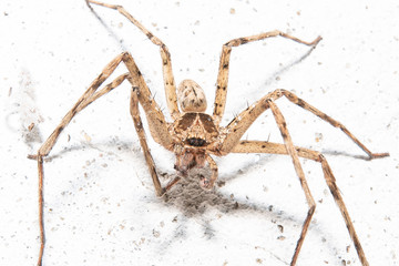 Close up house spider on the wall.