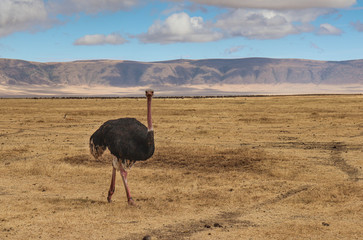 A lone ostrich walking with a safari Africa
