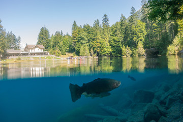 Beautiful lake in Switzerland near Interlaken - Blausee