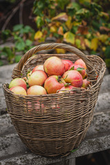 apples in a basket
