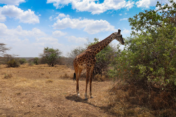 giraffe in africa