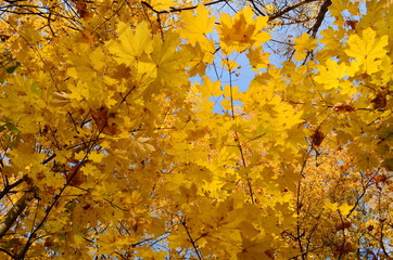 Yellow leaves, autumn, blue sky - halloween forest