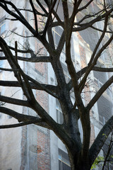 Defoliated tree with building under renovation