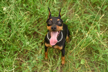 Young little miniature pinscher is playing in the park on a warm summer day