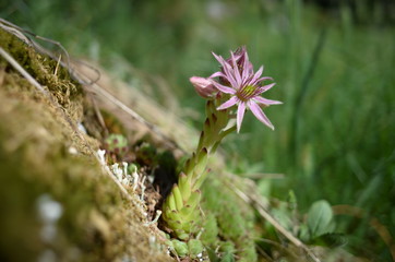 macro of blossoming tiny houseleeks - sempervivum montanum - also called live-forever, seen at the Austrian alps