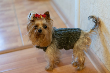 Yorkshire terrier dressed in a sweater with a bow