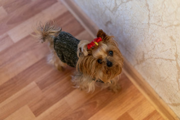 Little beautiful dog in a sweater and with a bow