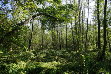 Wilde, sonnige Waldandschaft im Spreewald