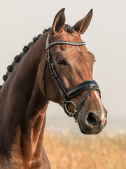 Fototapeta premium Portrait of a friendly looking Dutch warmblood dressage horse looking to the right.