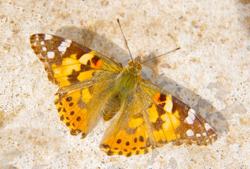Fototapeta na wymiar Brown butterfly on a gray wall.
