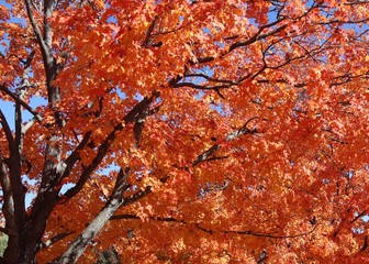 DEEP ORANGE FALL TREE LEAVES
