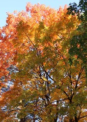 LIGHT FALL TREE COLORS ON BEAUTIFUL AUTUMN DAY