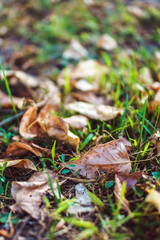 Orange autumn fallen leaves cobering green grass in soft focus.