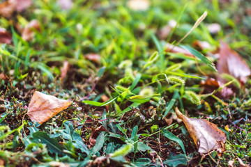 Orange autumn fallen leaves lying on green grass in soft focus.