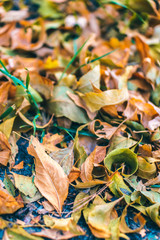 Beautiful september time. Colorful autumn leaves. Nature background.