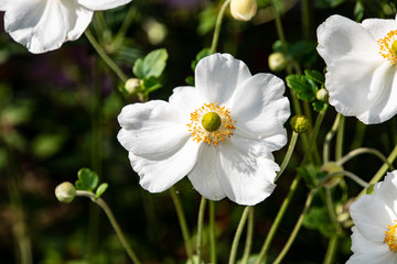Anemone sylvestris (snowdrop anemone) is a perennial plant flowering in spring,