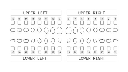 Teeth numbering chart for adult teeth. Dentist numbering system. Vector.