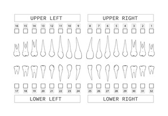 Teeth with roots numbering chart for adult teeth. Dentist numbering system. Vector.