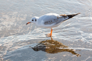 Seagul close up portrait on the wet pier with reflection