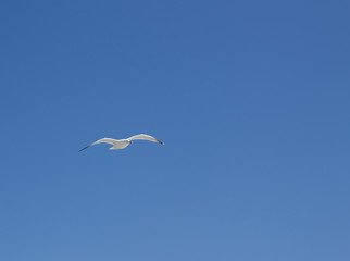 mouette