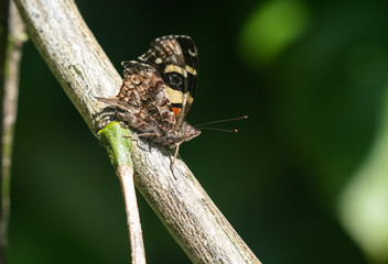 Yellow Admiral Butterfly on a branch