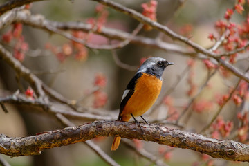 ジョウビタキ（尉鶲）のオス