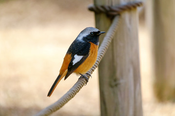 ジョウビタキ（尉鶲）のオス