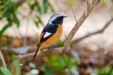 ジョウビタキ（尉鶲）のオス