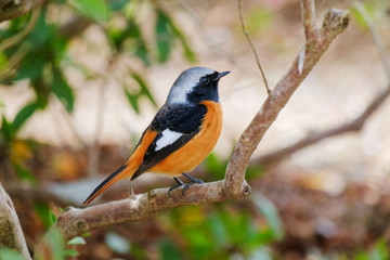 ジョウビタキ（尉鶲）のオス